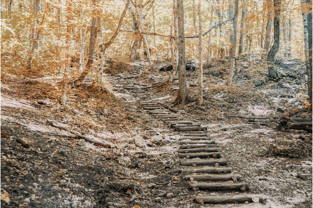 photo d'un sentier de randonnée en pleine forêt. des rondins de bois dessinent le chemin à emprunter au sol.