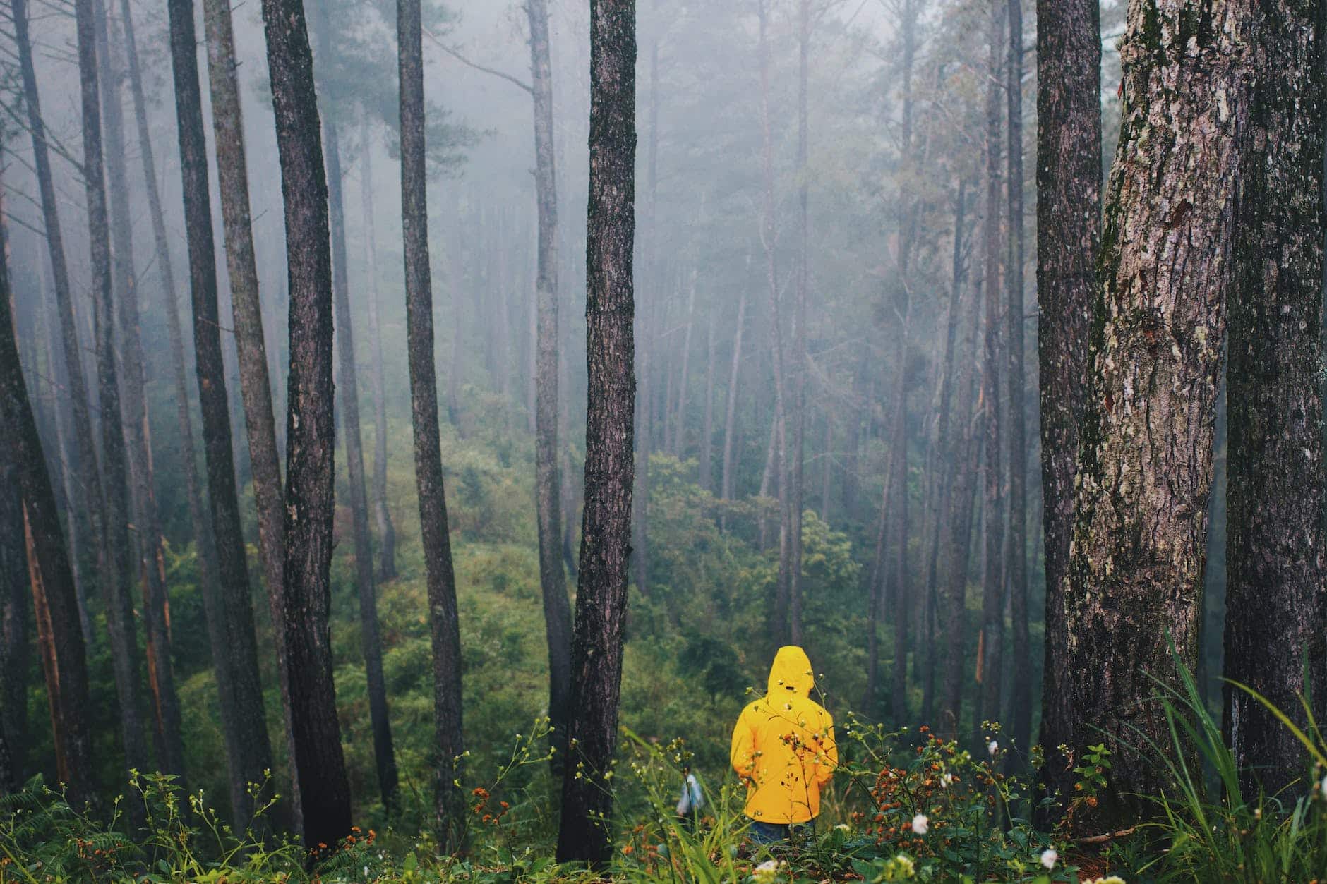 photo of person in yellow jacket standing in forest